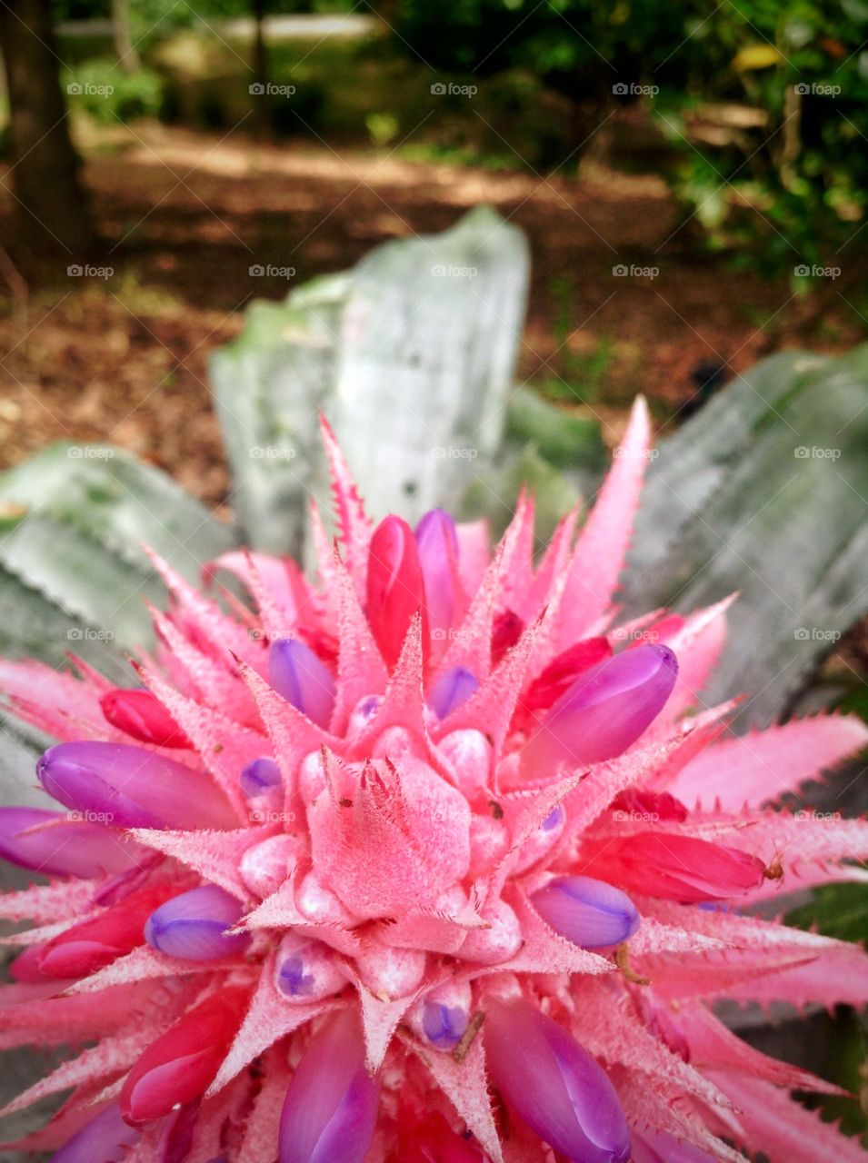 Exotic flower . A cactus bloom...