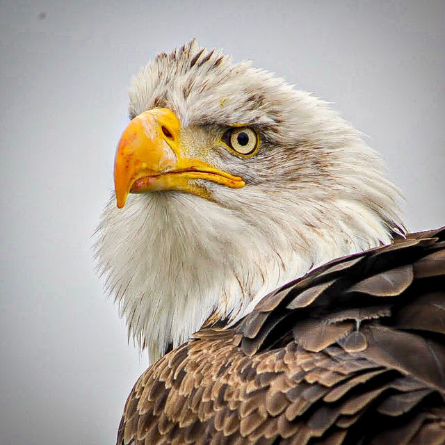 Keep your focus clear like a eagle’s eye 