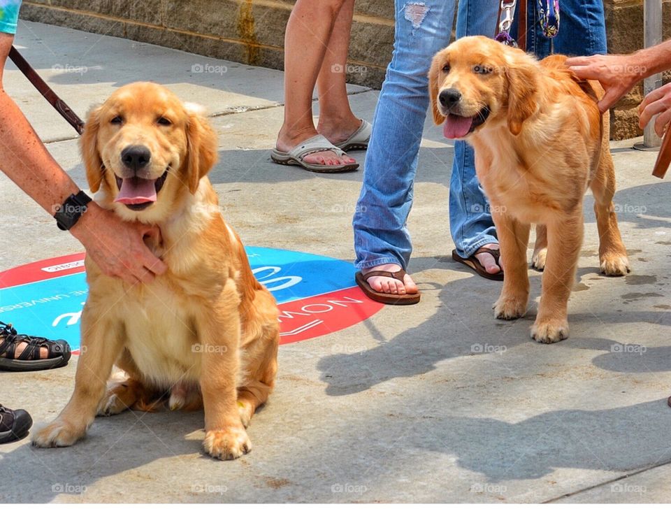 Brother and sister golden retriever pups