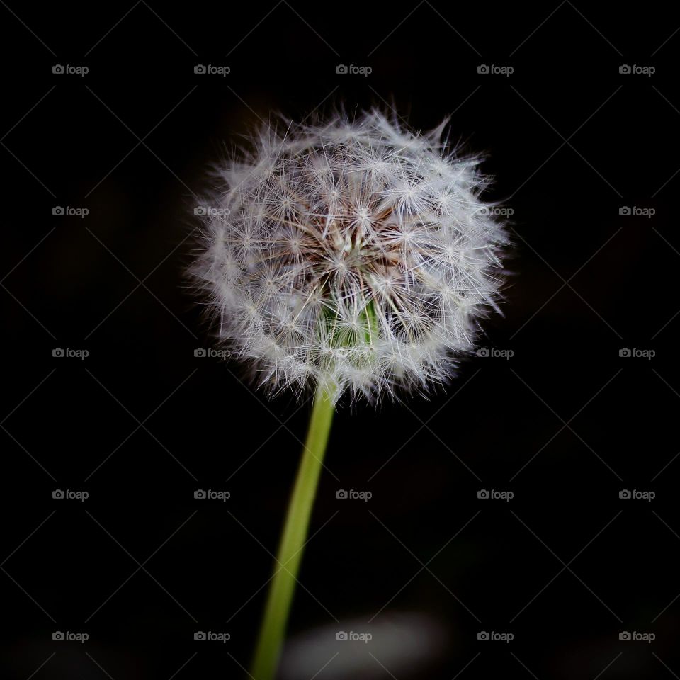 This is a mesmerizing close-up of a dandelion in full bloom, with a blurred background creating a dreamy, enchanting atmosphere.