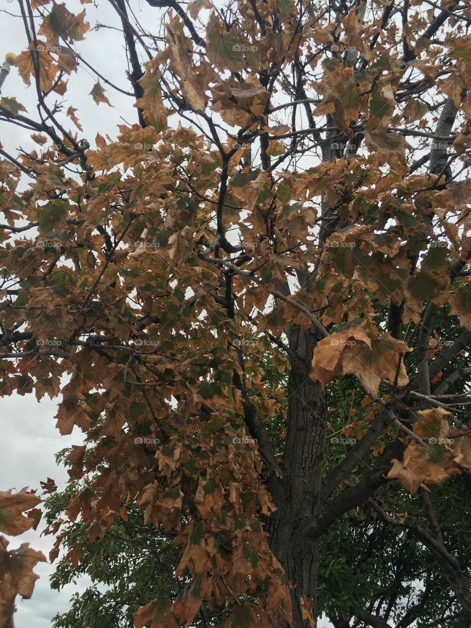 Fall coloured leaves 