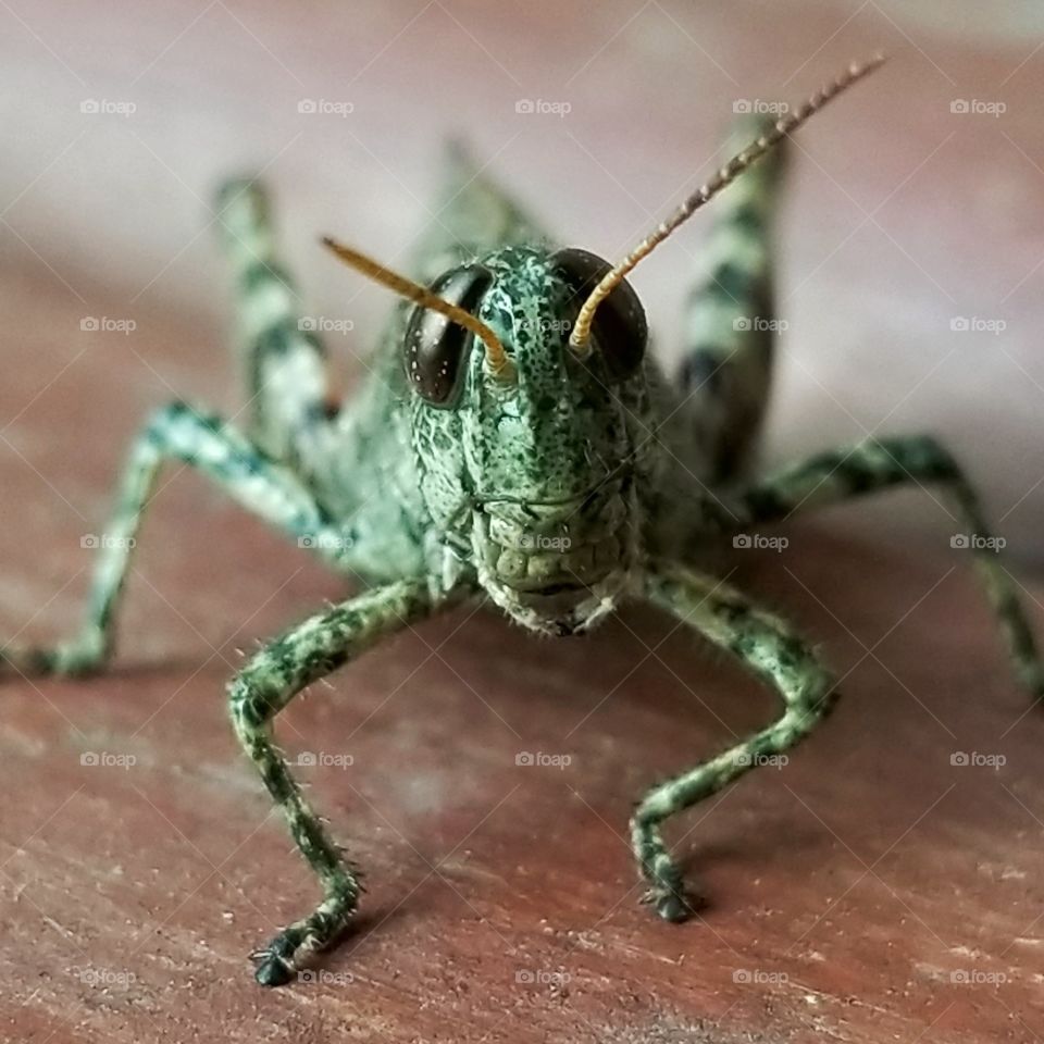 Grasshopper selfie