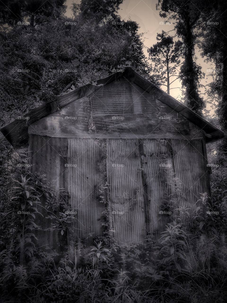 Forest Shed #2