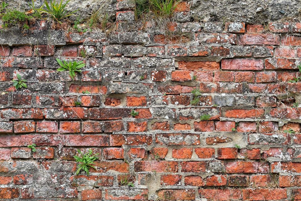 Old brick wall with plants