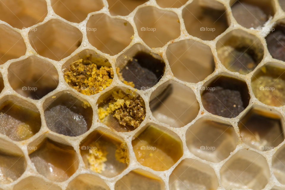 honey on honeycomb