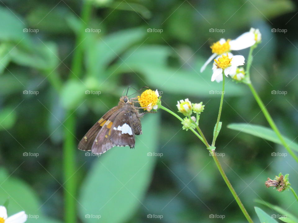 silver-spotted skipper