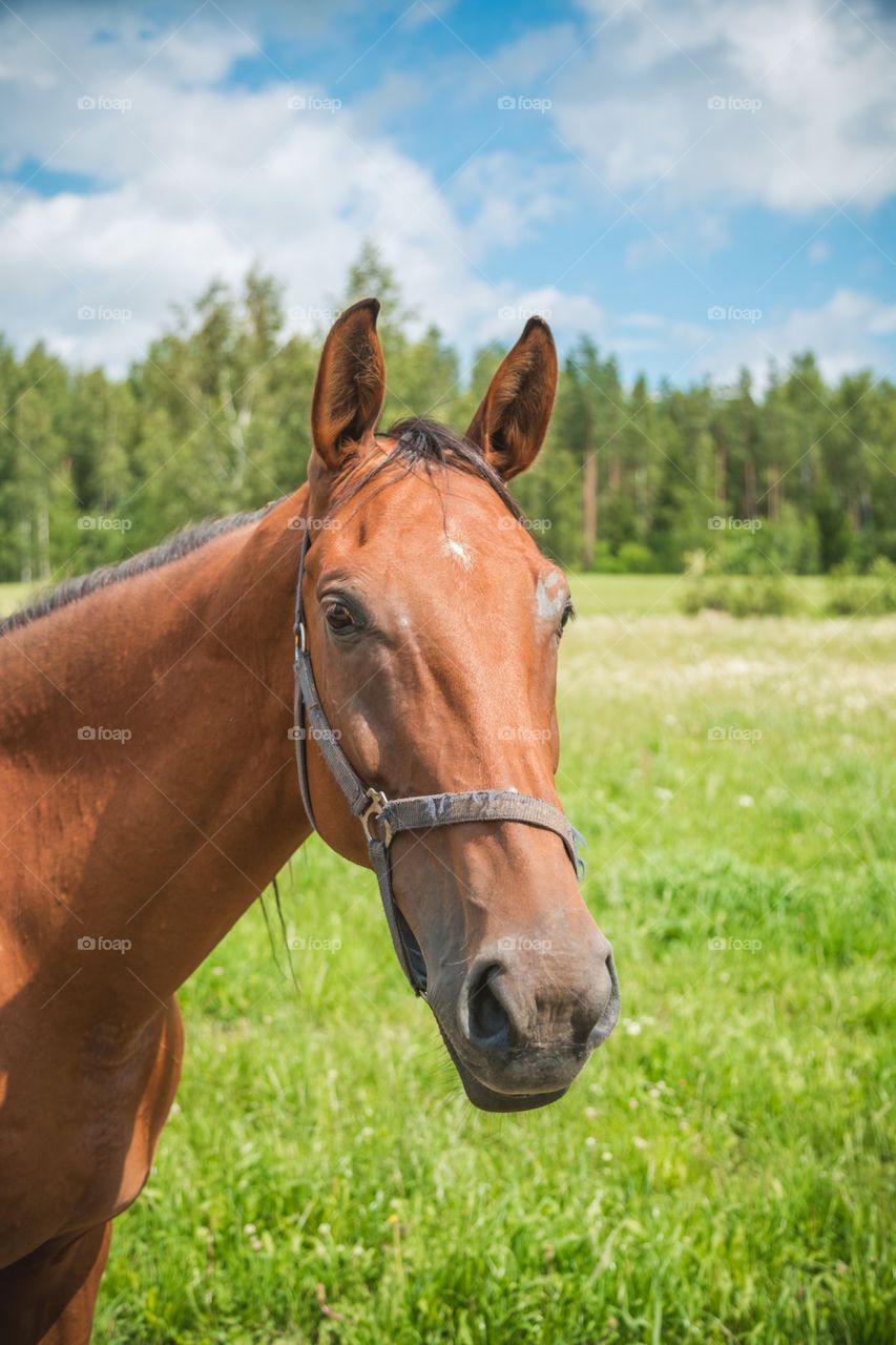 Pasture, Horse, Mare, Grass, Mammal