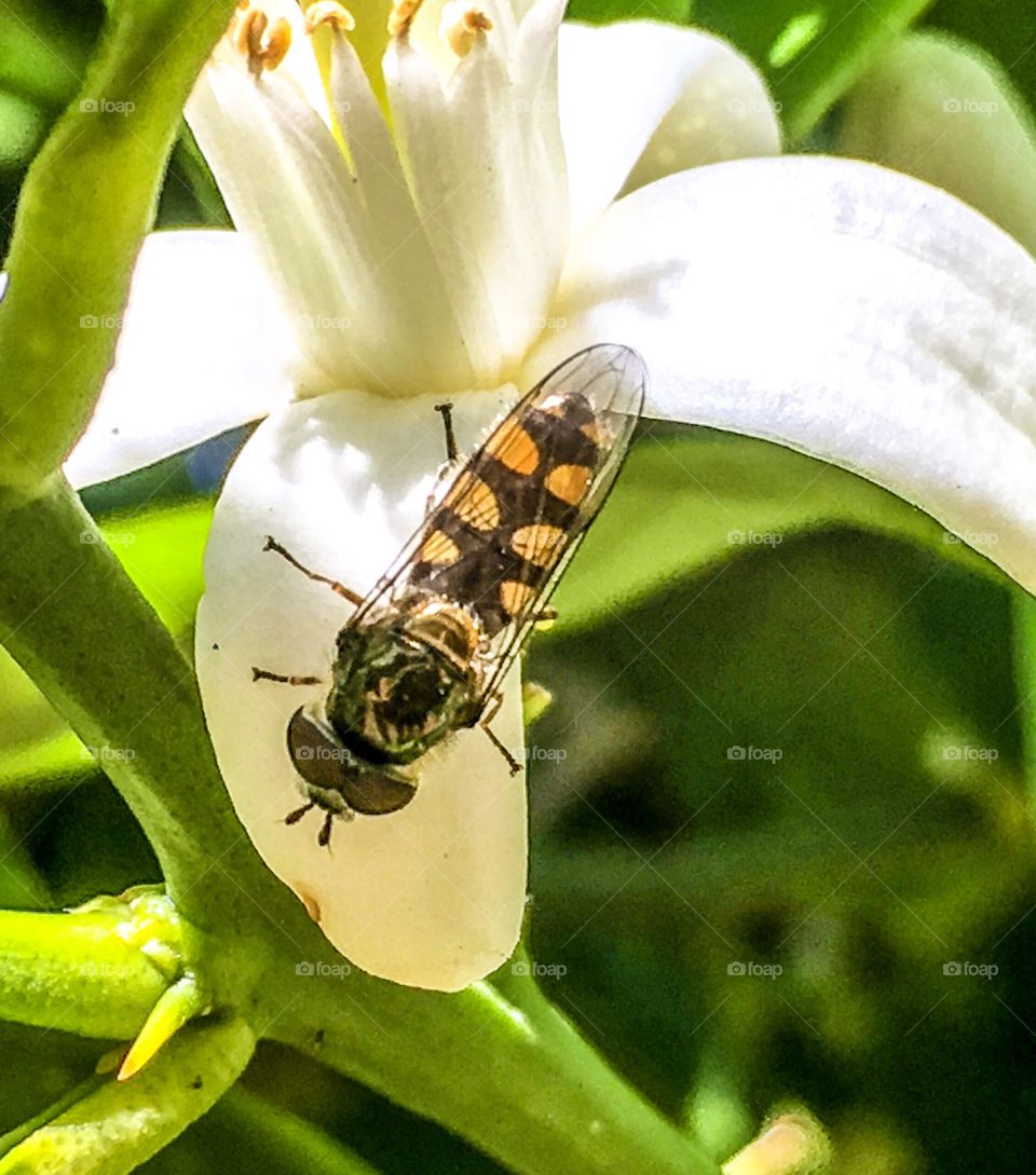 A hover fly on a flower blossom closeup