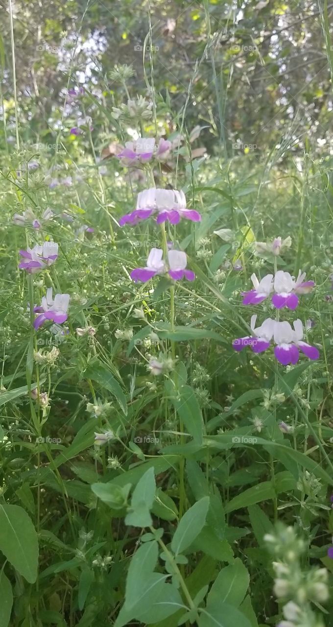 this flower is beautiful and colorful and nature the best flower I have ever seen