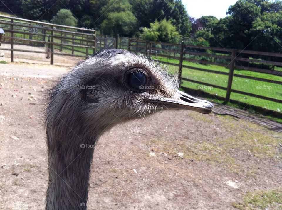 Emu