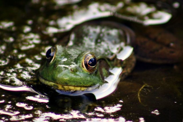 bull frog