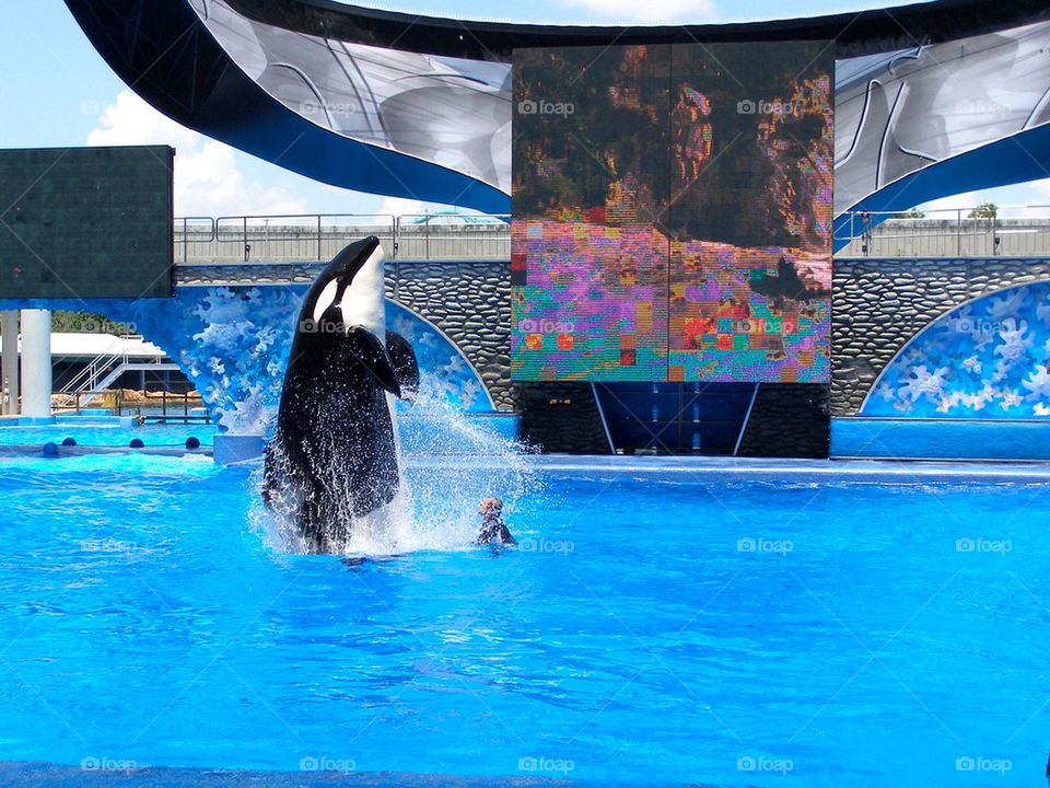 Shamu