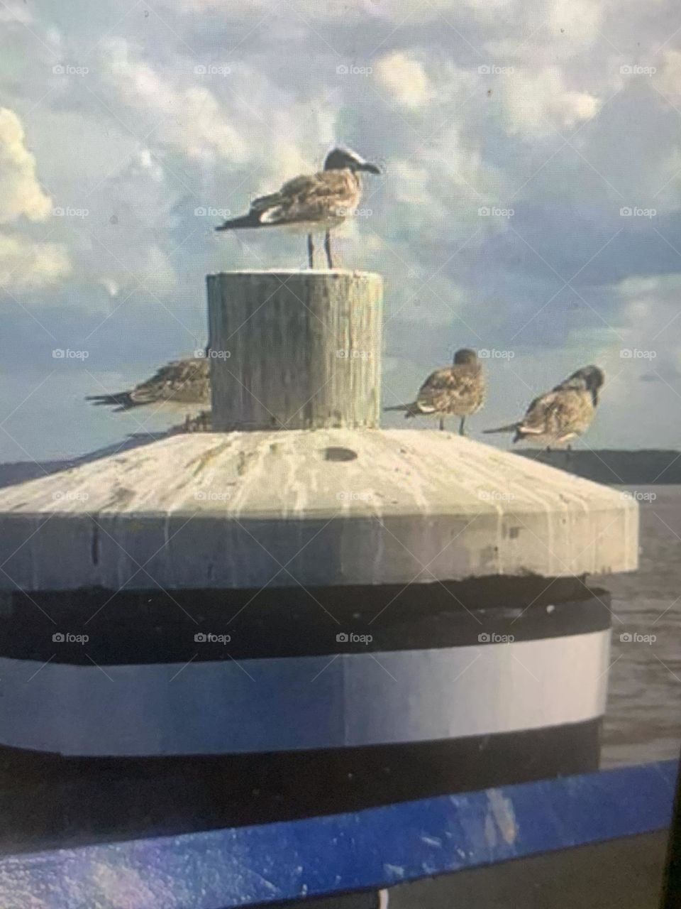 Seagulls Jamestown ferry