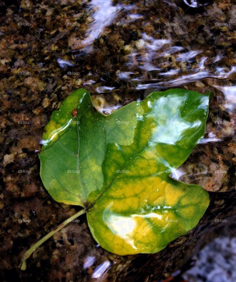 Close-up of wet autumn leaf