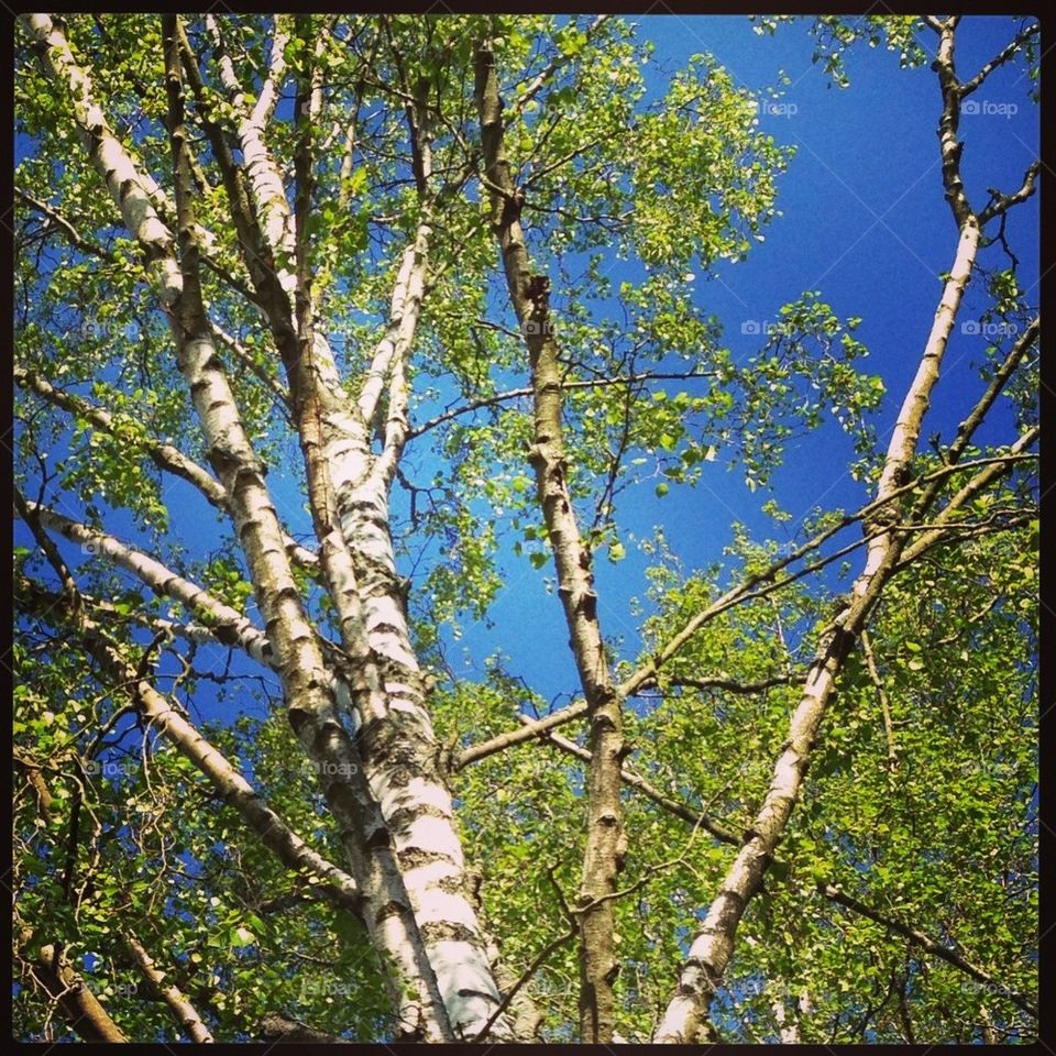 Birch