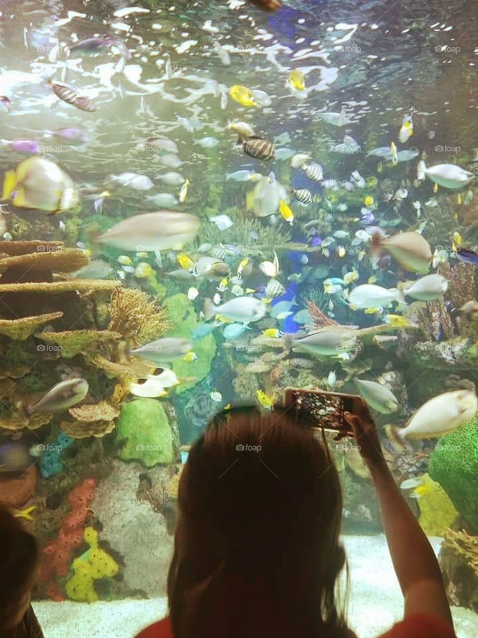 The Aquarium View