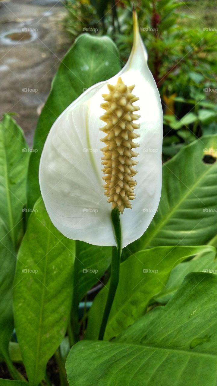 Beautiful white Spathiphyllum kochii flowers decorate the garden