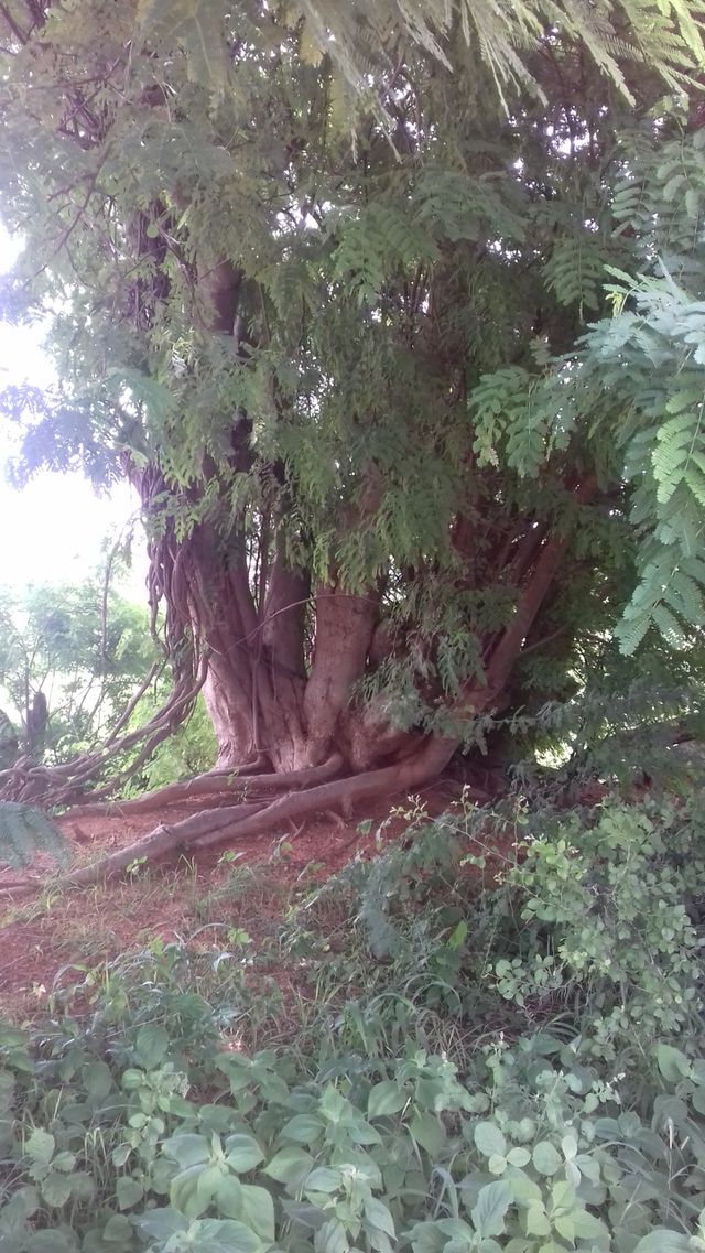 stem of a old tree