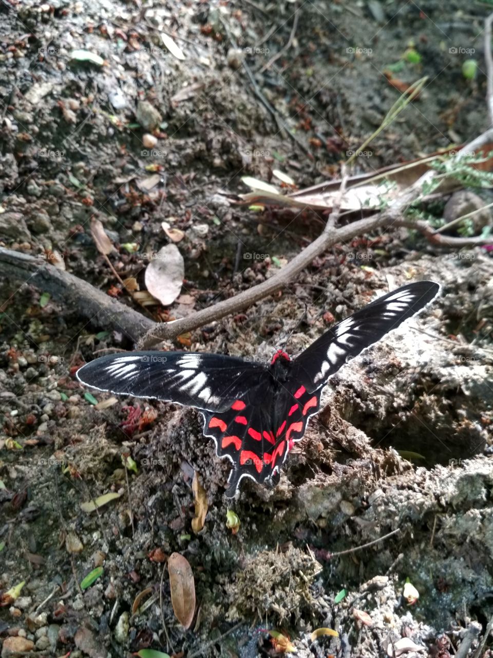 I love this butterfly
