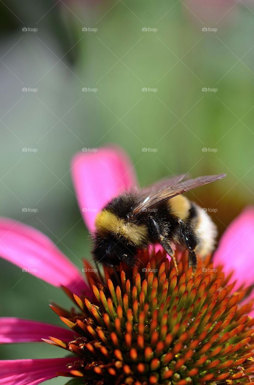 bee