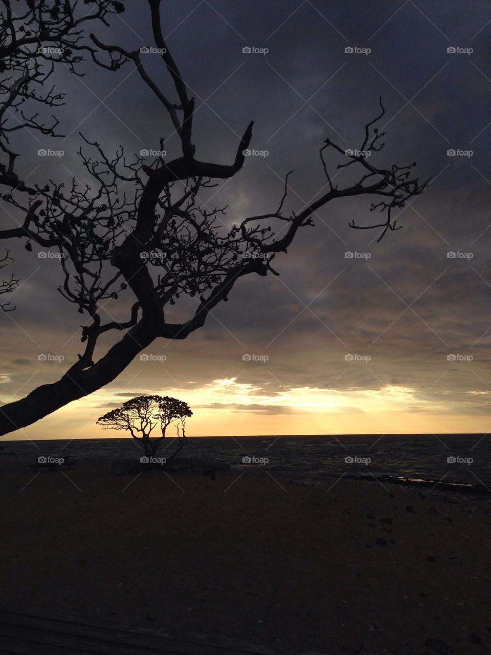 Dead tree beach