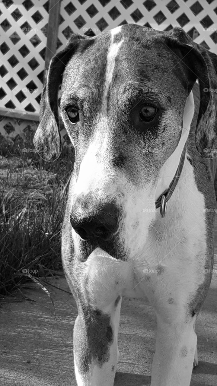 a close up lovely picture of our Great Dane in black and white.