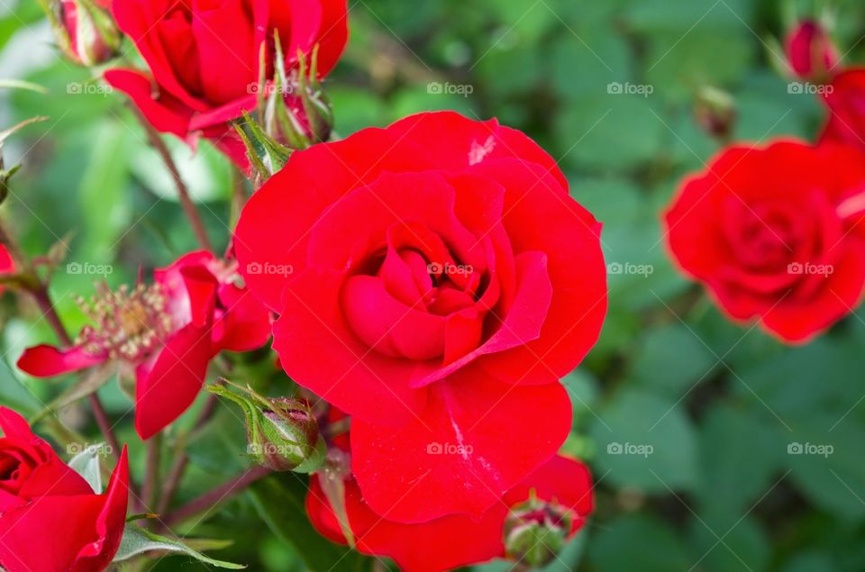 macro bokeh rural flower rose tuscany fantasy colour amazing