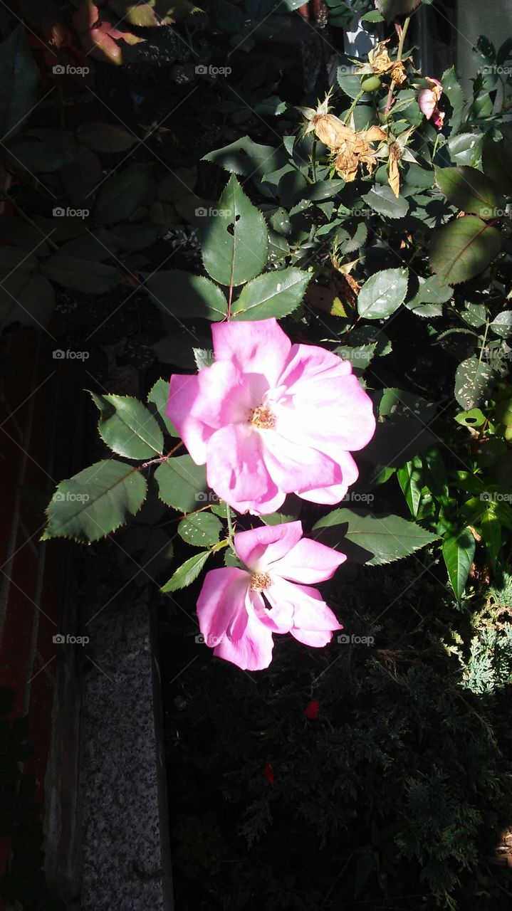 Flower, No Person, Flora, Leaf, Garden