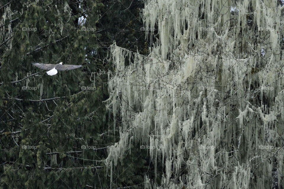 Eagle with moss draped tree