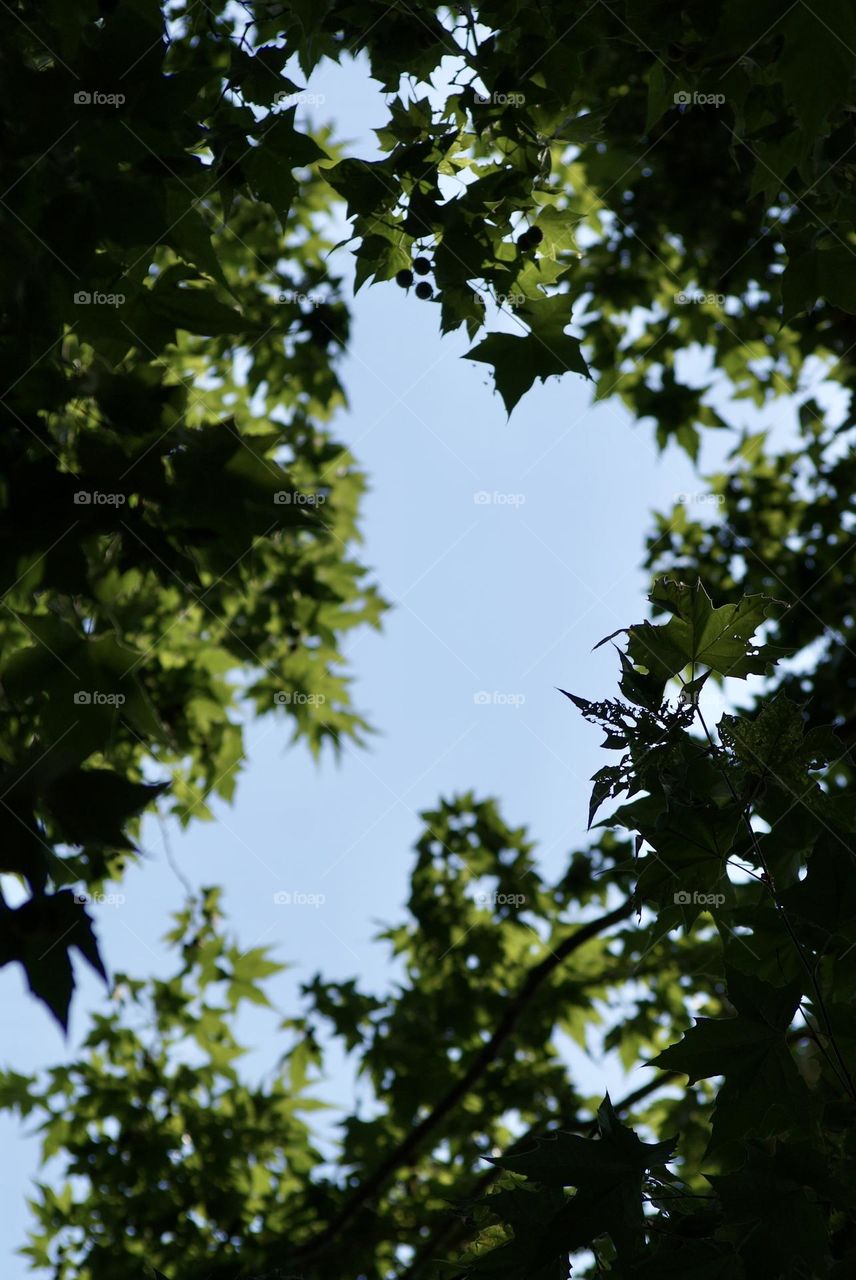 The view from beneath a tree 