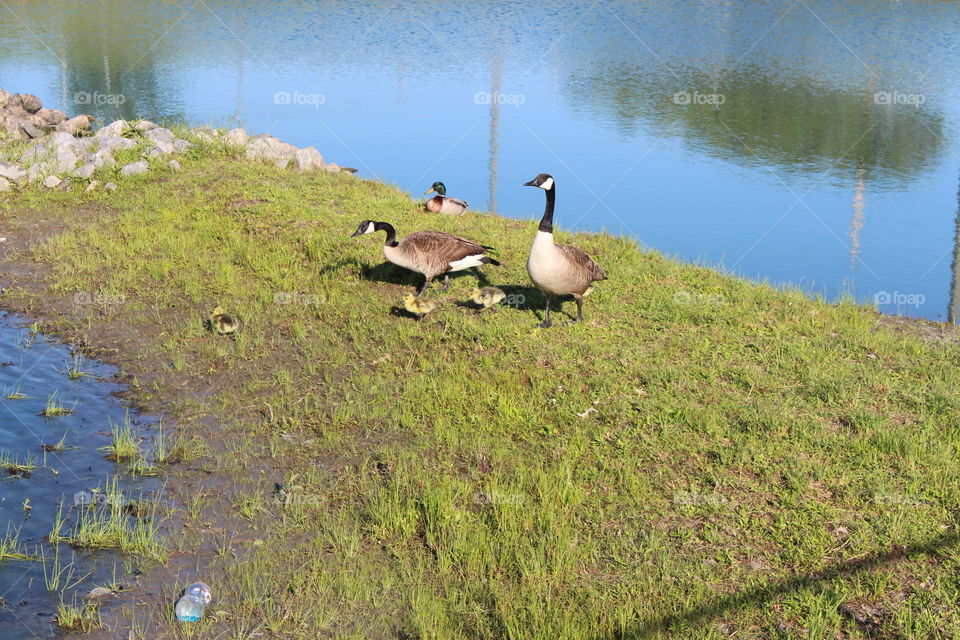 Goose family runs away from me