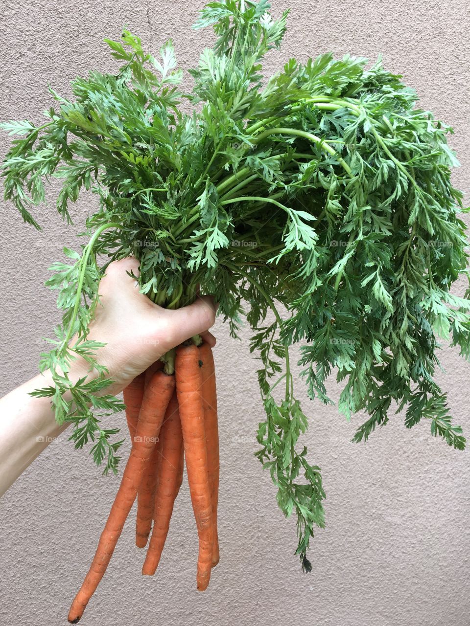 Person hand holding carrots