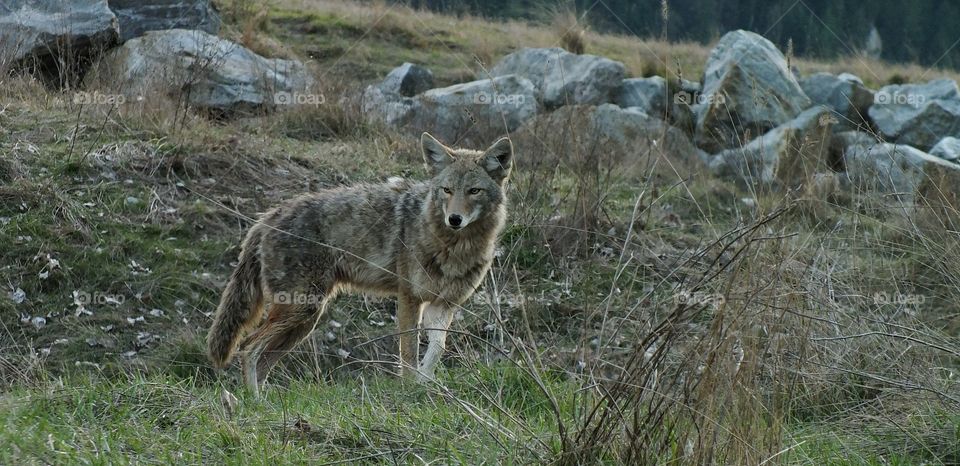 Nature, Wildlife, Mammal, Wild, Grass