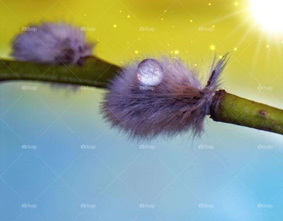 Branch tree drop close-up spring day Light buds