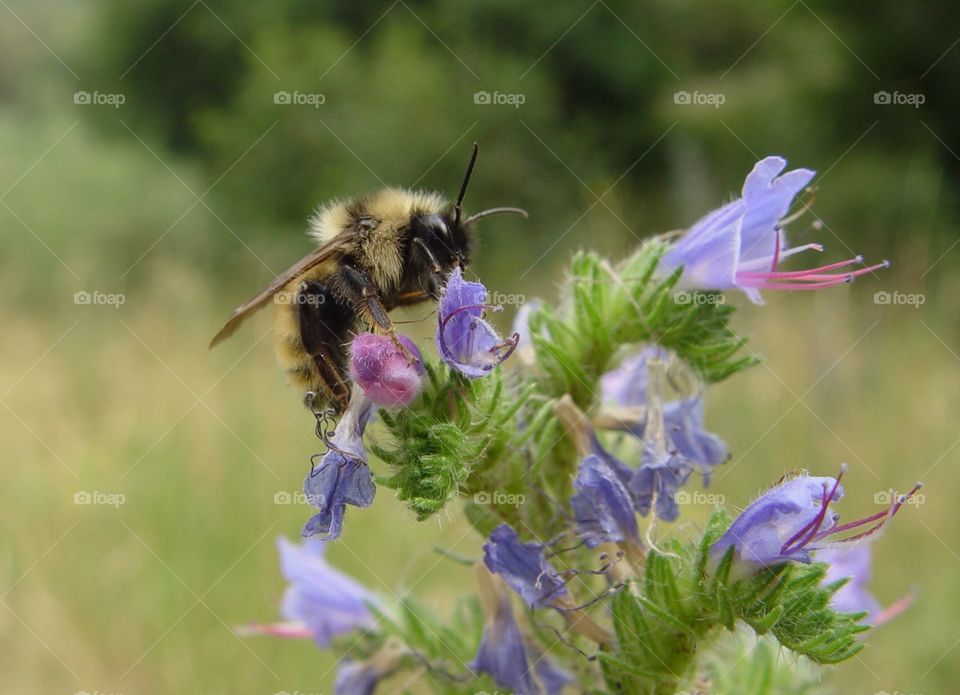 bee
