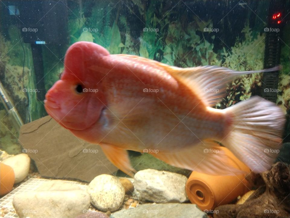 Jumbo size tropical fish in Aquarium. Amphilophus Citrinellus