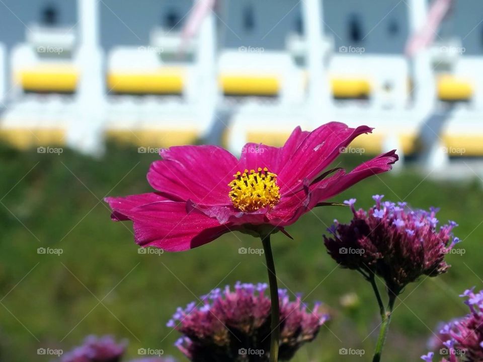Flower and Grand Hotel