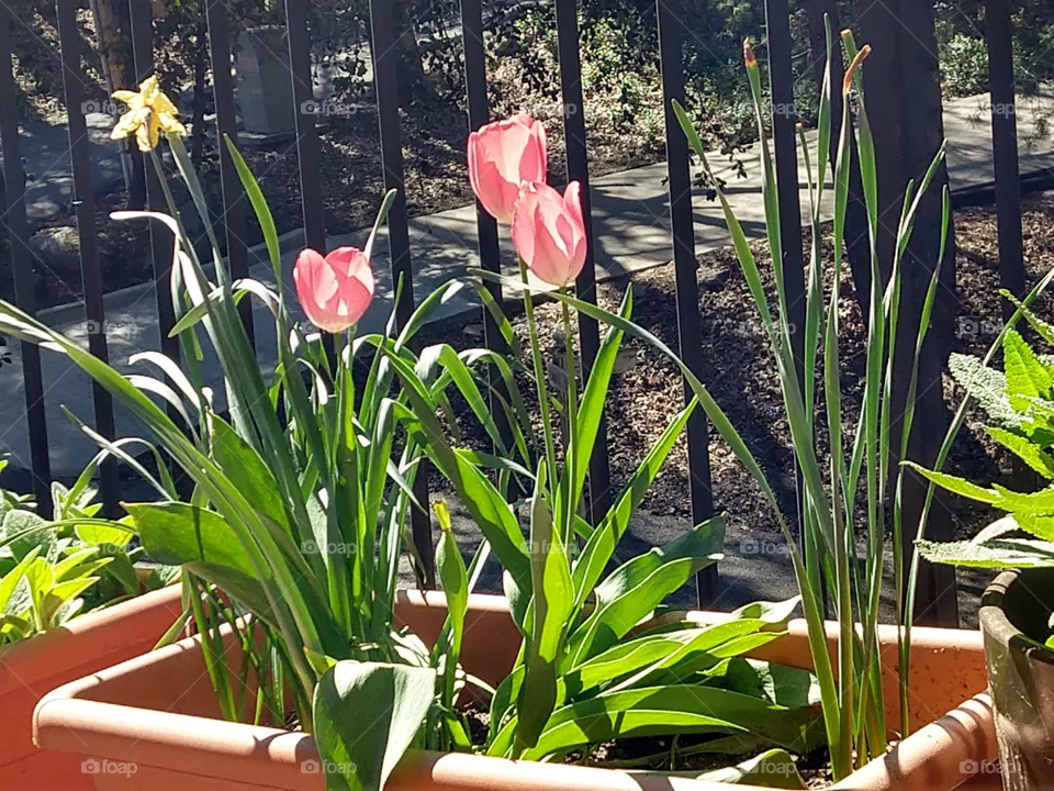 spring