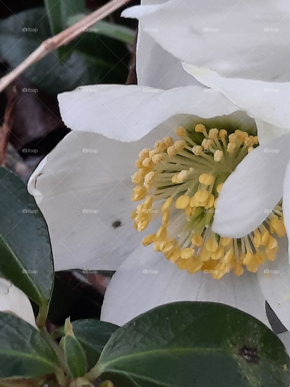 close-up of white helleborus flower with yellow anthers