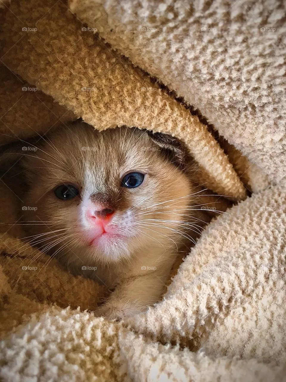 Cute Kitty