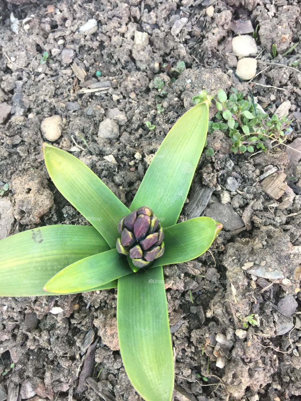First sign of Spring  my purple hyacinth blooming soon 