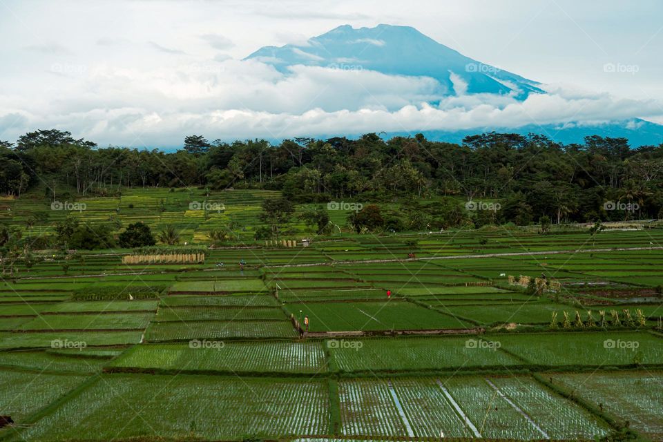 expanse of rice fields, trees and merbabu mountains covered in clouds