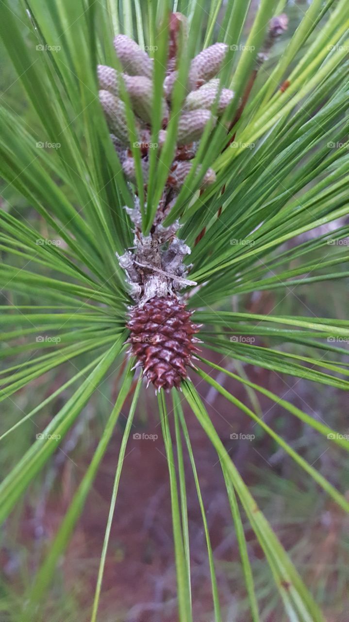 conifer