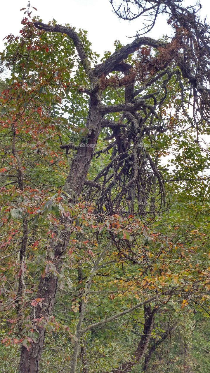 Tree, Nature, Leaf, Wood, Landscape