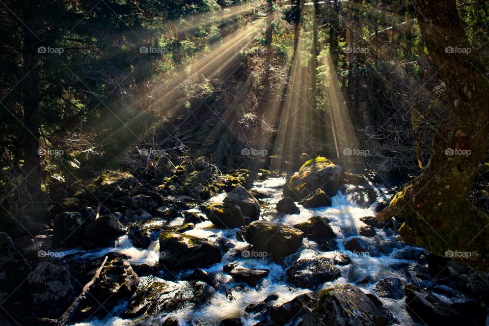 Sun Rays Through the Trees