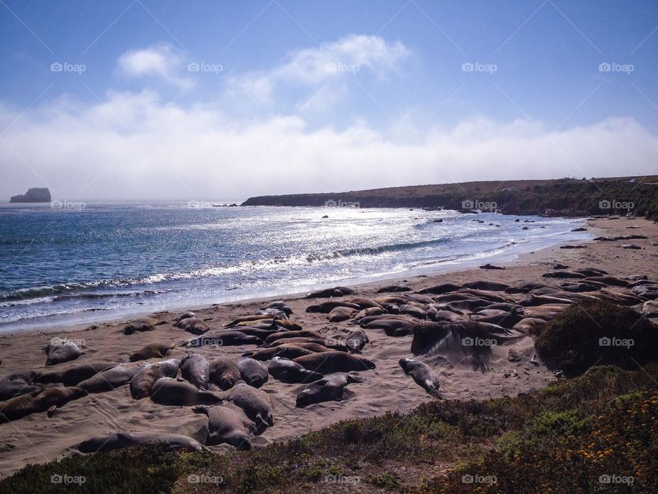 Elephant seals on the beach