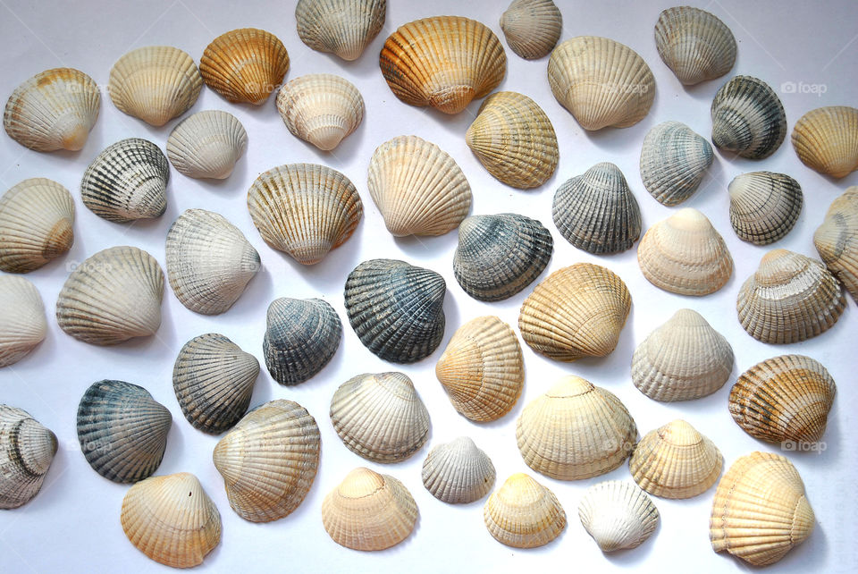 close-up of sea beach shells on a white background