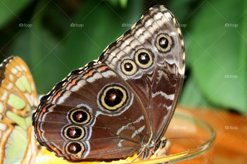Beauty of the Butterfly