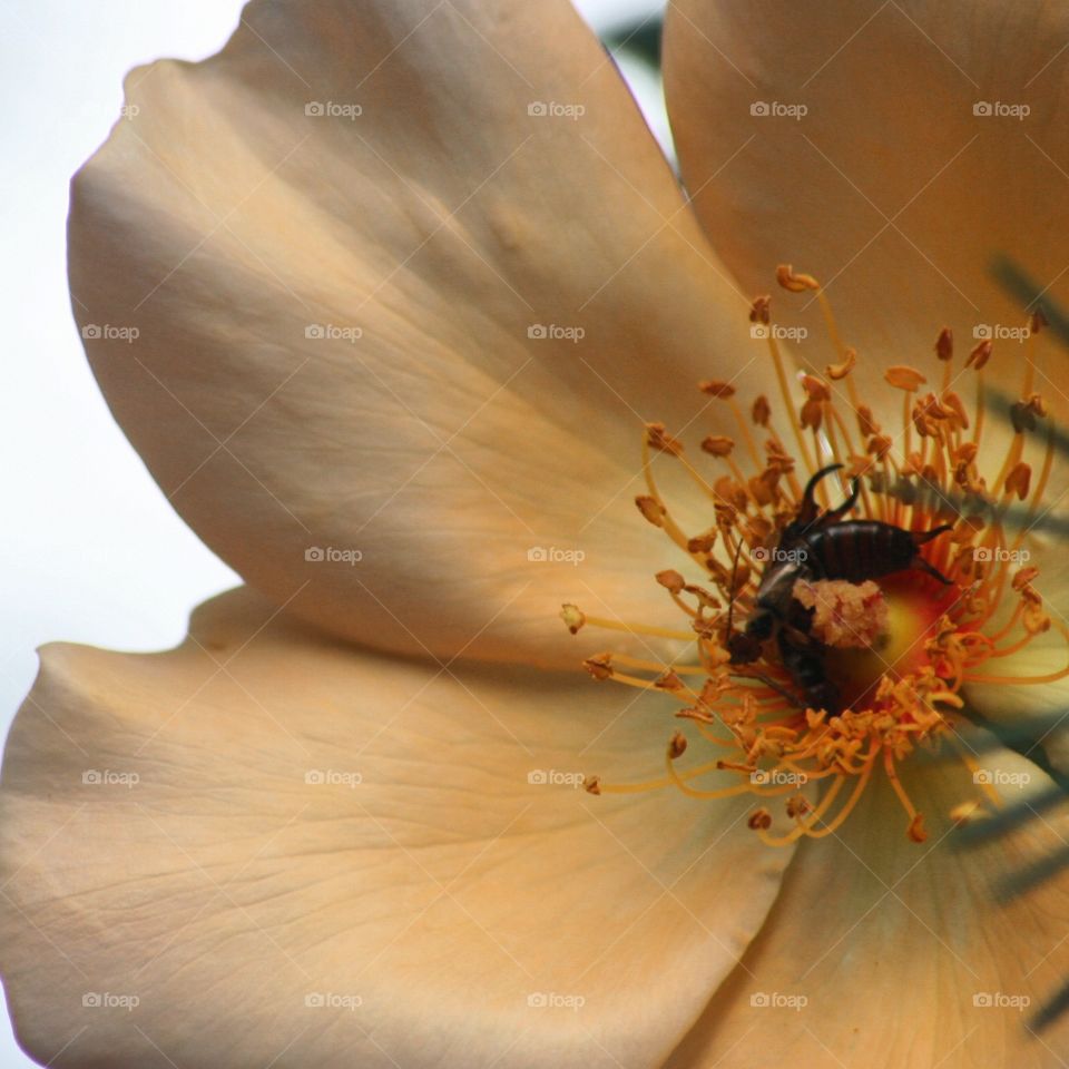 bugs in a flower. flowers at a park