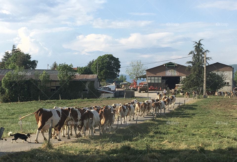 At spring, herd of milking cows to the farm 